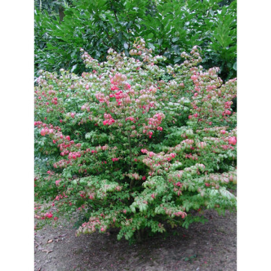 Euonymus alatus 'Compactus'