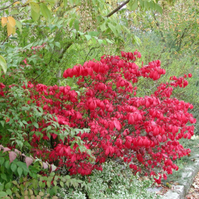 Euonymus alatus 'Compactus'