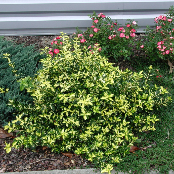 Euonymus fortunei Blondy® 'Interbolwi'