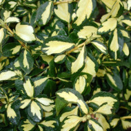 Euonymus fortunei Blondy® 'Interbolwi'