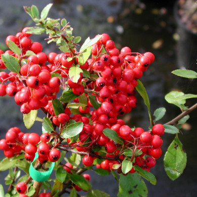 Pyracantha coccinea 'Red Column'