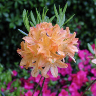 Azalea mollis 'Balzac'