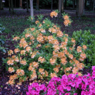 Azalea mollis 'Balzac'