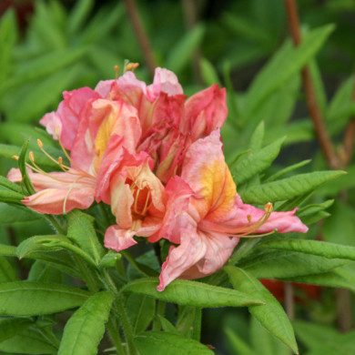 Azalea mollis 'Berryrose'