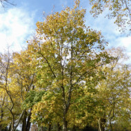 Acer opalus