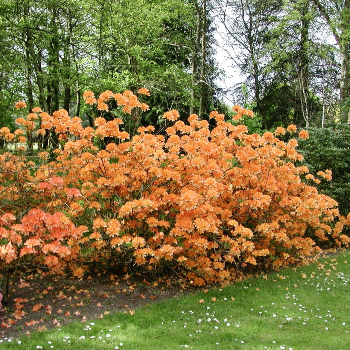 Azalea mollis 'Gibraltar'