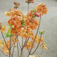 Azalea mollis 'Gibraltar'