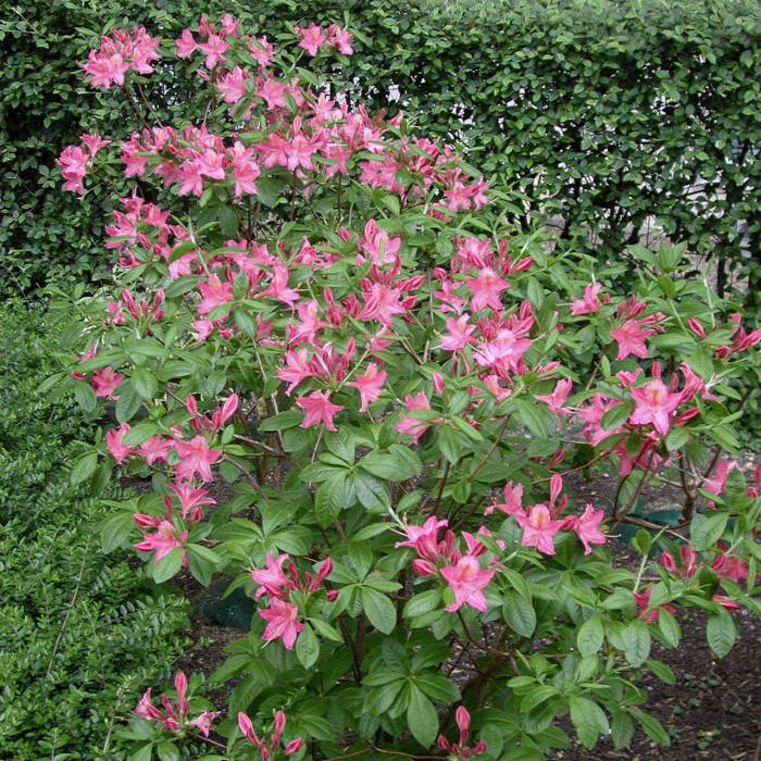 Azalea mollis 'Jolie Madame'