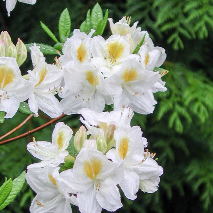 Azalea mollis 'Persil'