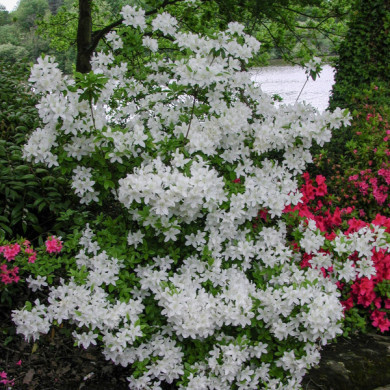 Azalea mollis 'Persil'
