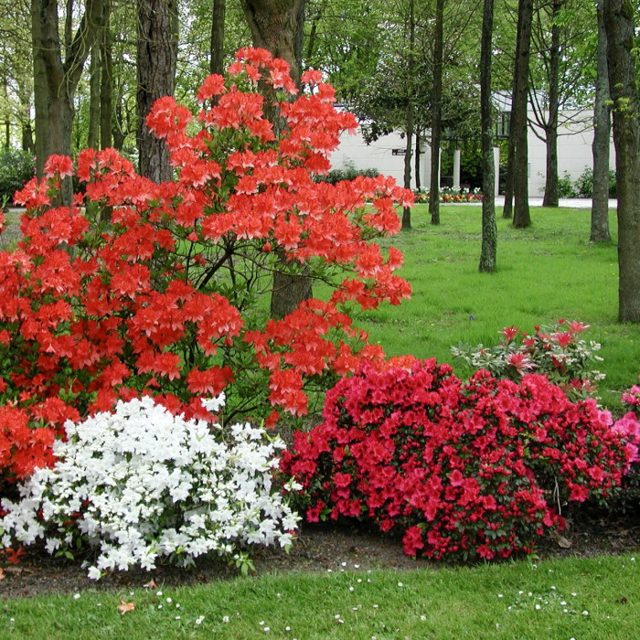 Azalea mollis 'Satan'