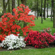 Azalea mollis 'Satan'