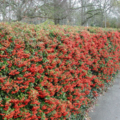 Pyracantha 'Mohave'