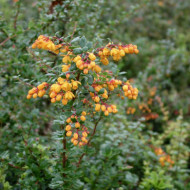 Berberis darwinii