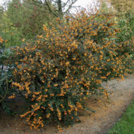 Berberis darwinii