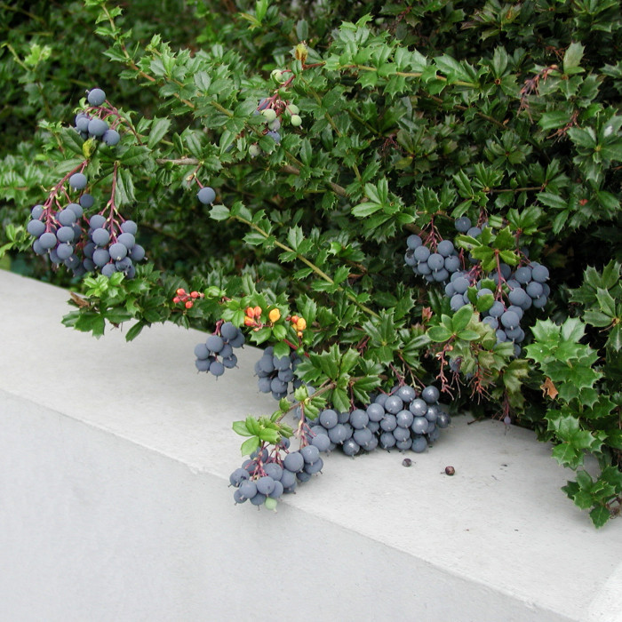 Berberis darwinii