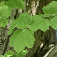 Acer opalus