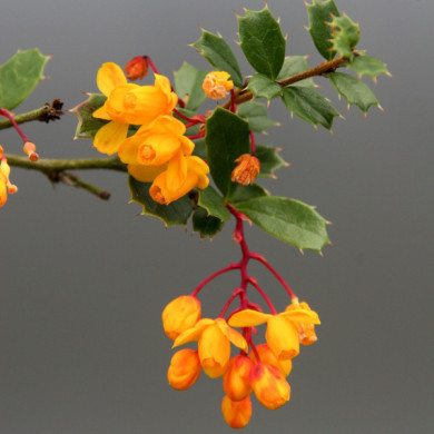 Berberis darwinii
