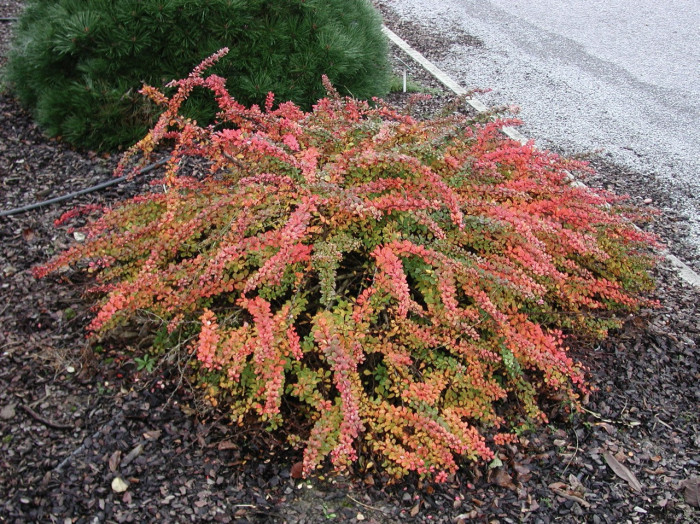 Berberis thunbergii 'Green Carpet'