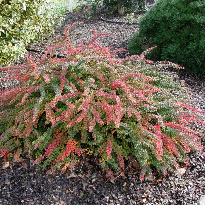 Berberis thunbergii 'Green Carpet'