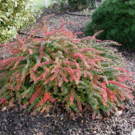 Berberis thunbergii 'Green Carpet'