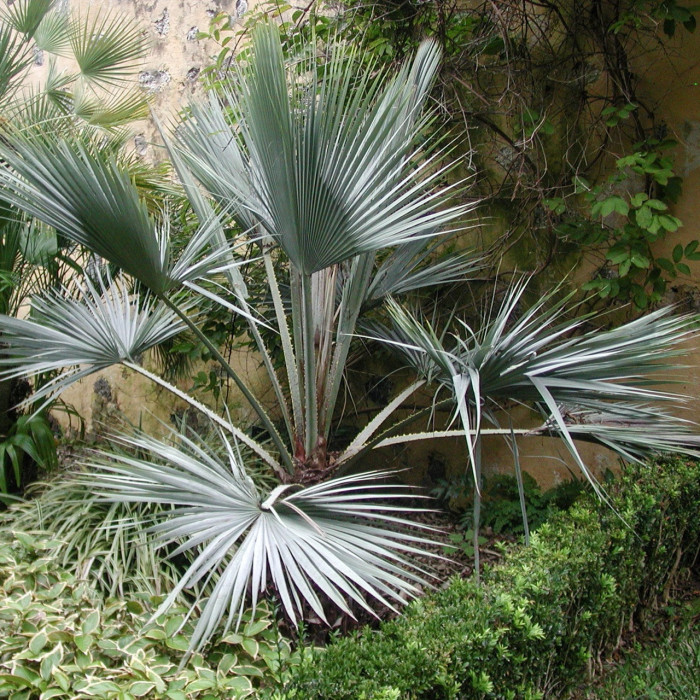 Brahea armata