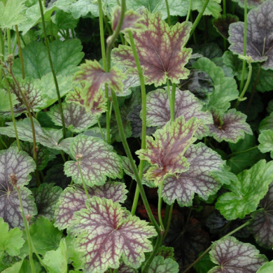 Heuchera americana 'Dale'