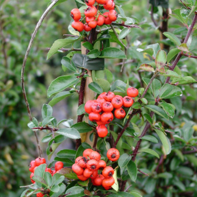 Pyracantha 'Orange Glow'