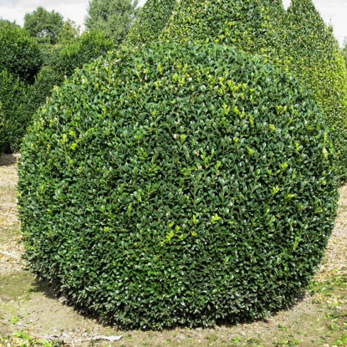 Buxus sempervirens