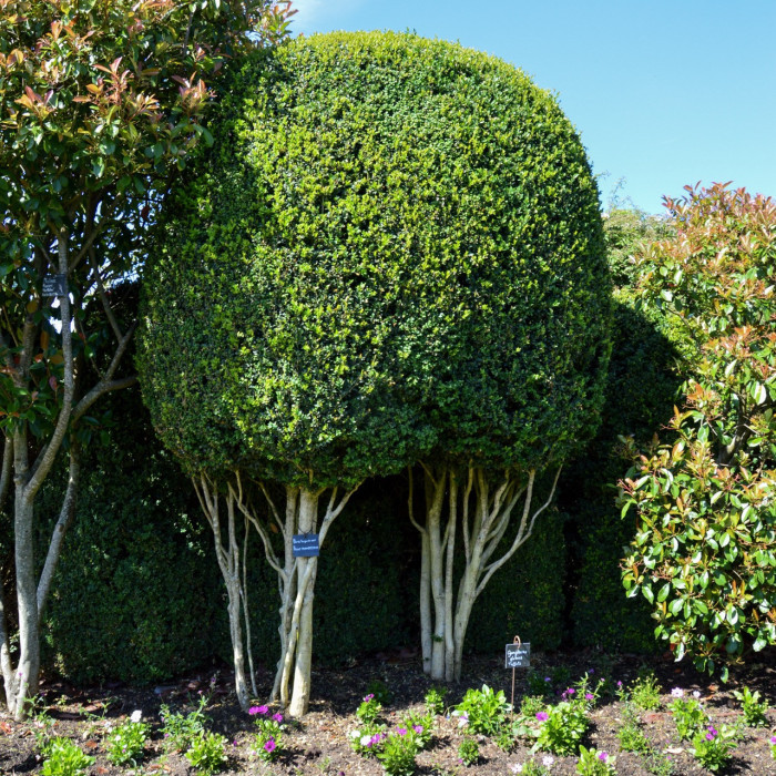 Buxus sempervirens