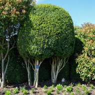 Buxus sempervirens
