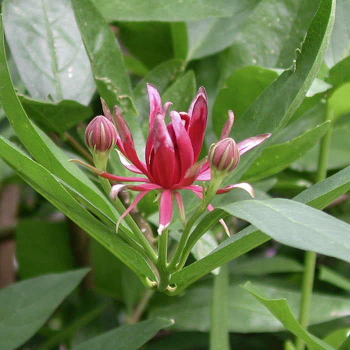 Calycanthus floridus