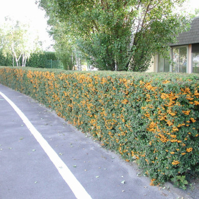 Pyracantha Saphyr® jaune 'Cadaune'