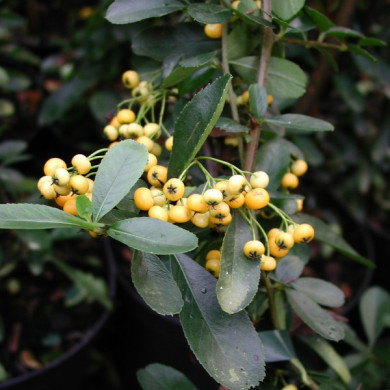 Pyracantha Saphyr® jaune 'Cadaune'