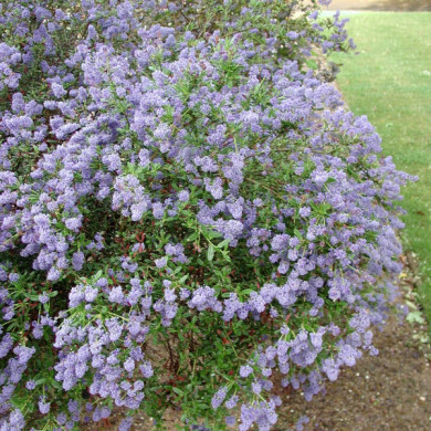 Ceanothus 'Concha'