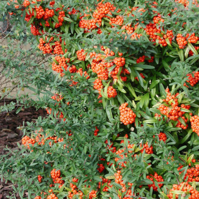 Pyracantha Saphyr® orange 'Cadange'