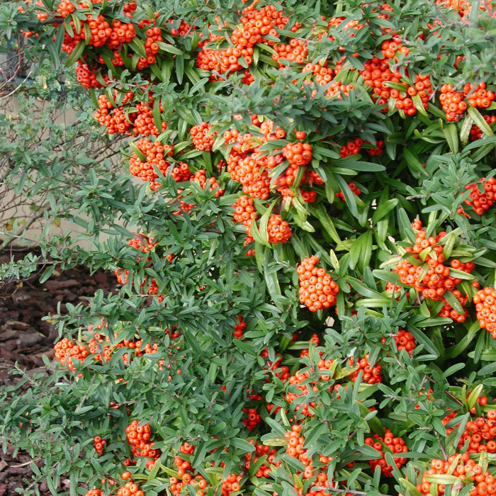 Pyracantha Saphyr® orange 'Cadange'