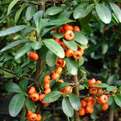 Pyracantha Saphyr® orange 'Cadange'