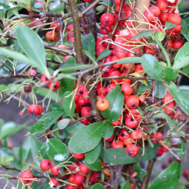 Pyracantha Saphyr® rouge 'Cadrou'
