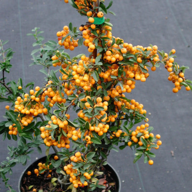 Pyracantha 'Soleil d'Or'