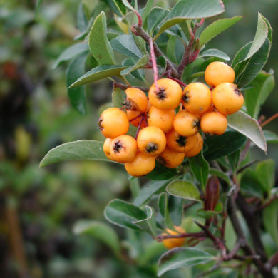 Pyracantha 'Soleil d'Or'