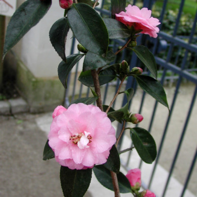 Camellia 'Spring Festival'
