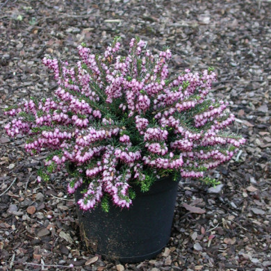 Erica x darleyensis 'Aurélie Bregeon'