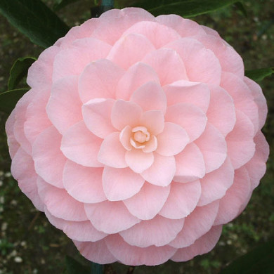Camellia japonica 'Nuccio's Cameo'