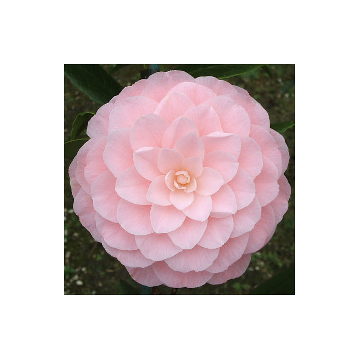 Camellia japonica 'Nuccio's Cameo'