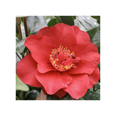 Camellia japonica 'Bob Hope'