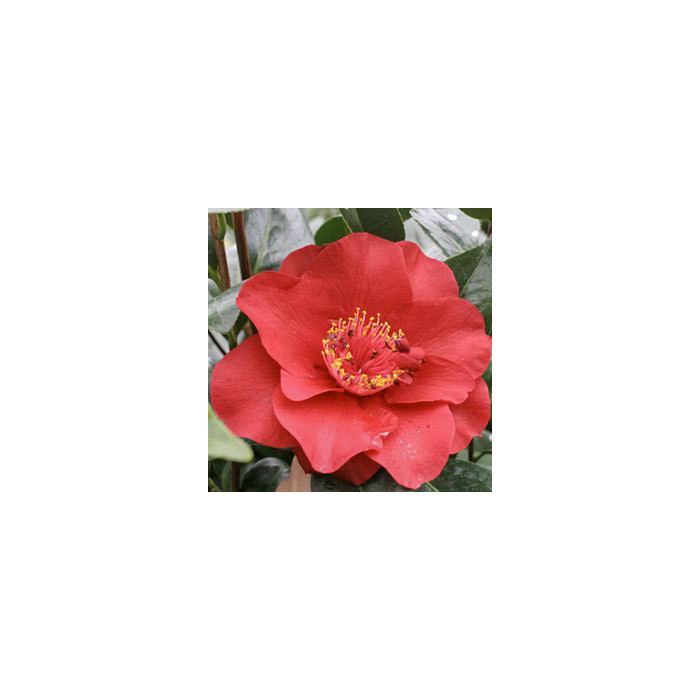 Camellia japonica 'Bob Hope'