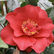 Camellia japonica 'Bob Hope'