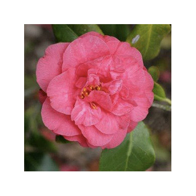 Camellia japonica 'Hippolyte Thoby'