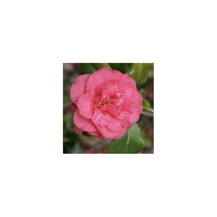 Camellia japonica 'Hippolyte Thoby'